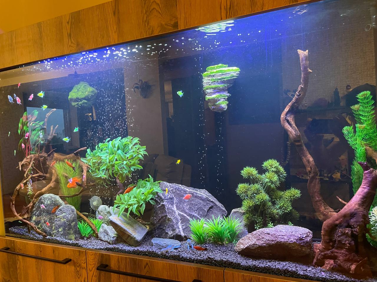 Уникальное флуоресцентное свечение рыб GloFish в синем спектре